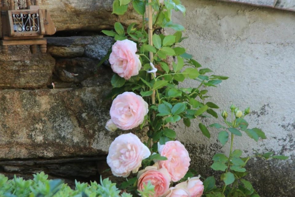 La Terrasse aux citronniers House in Occitanie