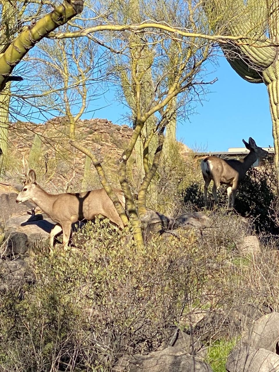 Natural landscape, Animals