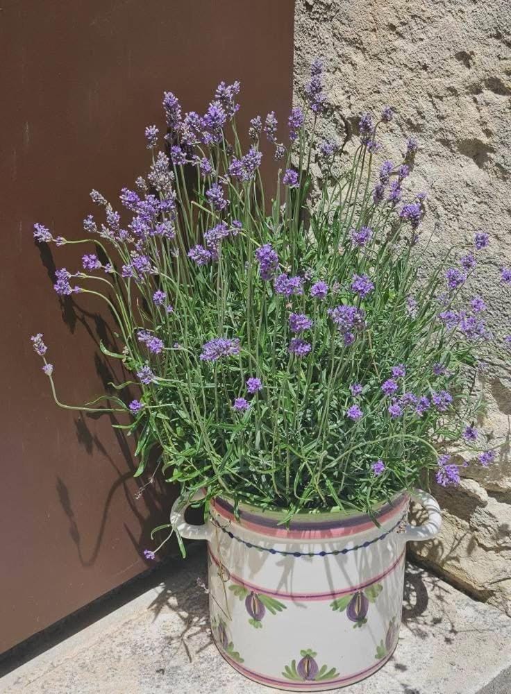 Spring, Garden view