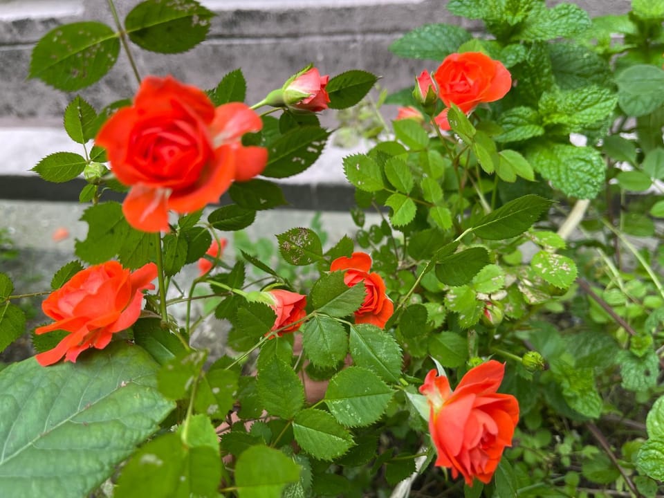 AnNam Stay NEW HOTARUGAIKE Apartment in Osaka Prefecture