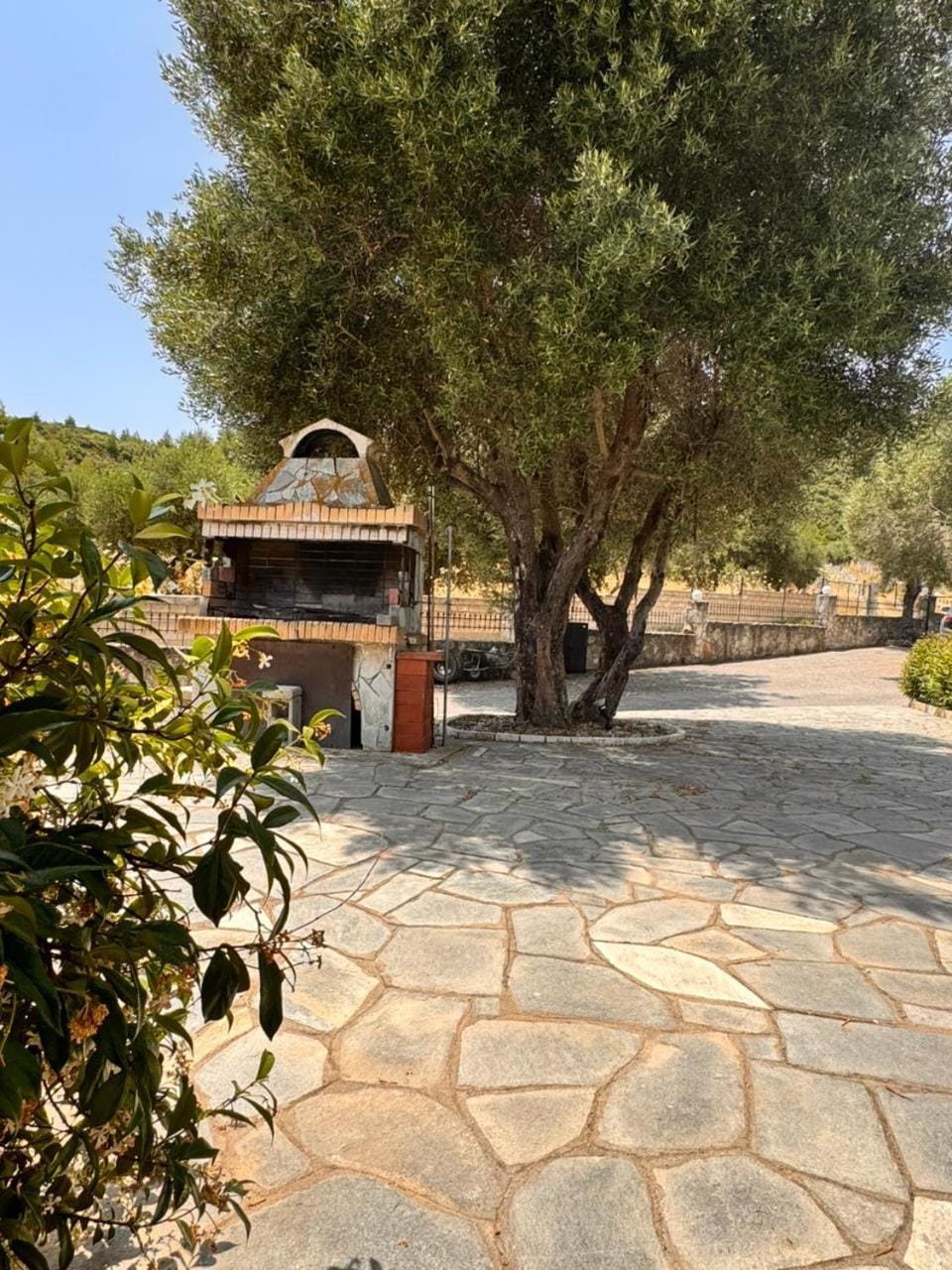 The Big Olive Tree House in Halkidiki