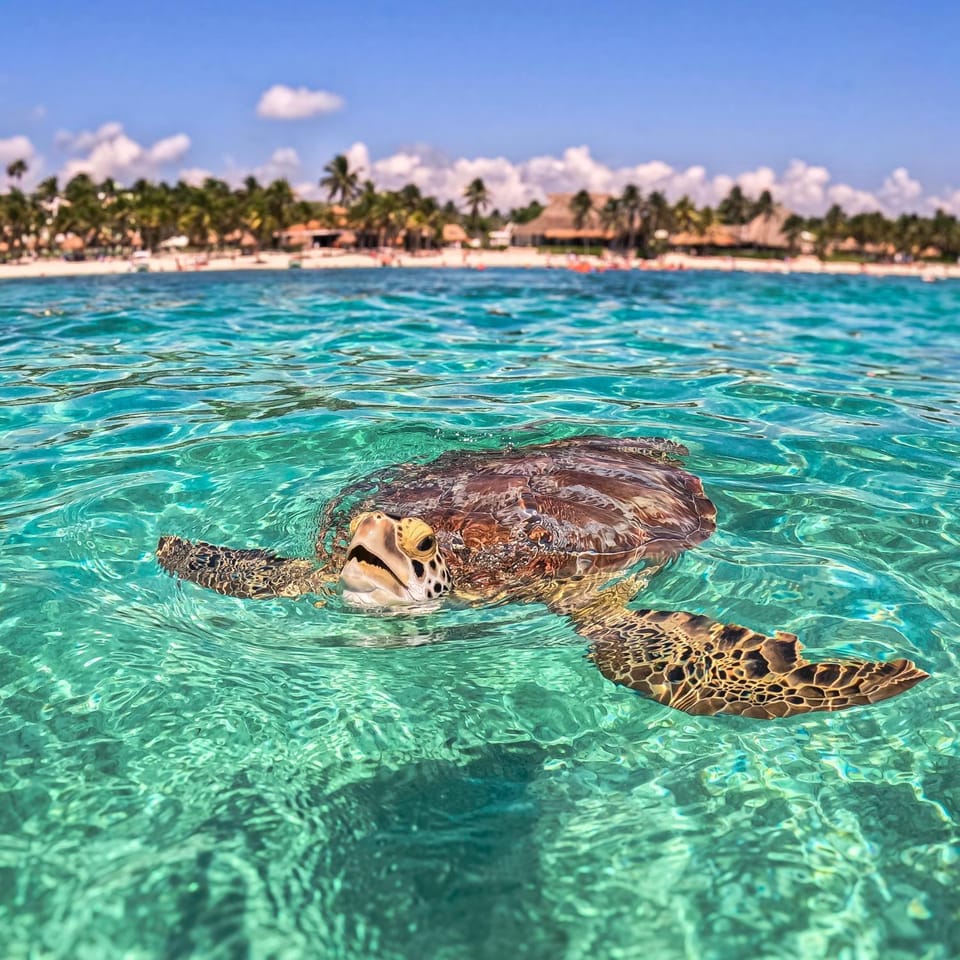Beach, Animals