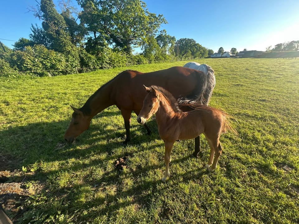 Garden, Garden, Animals, Garden view