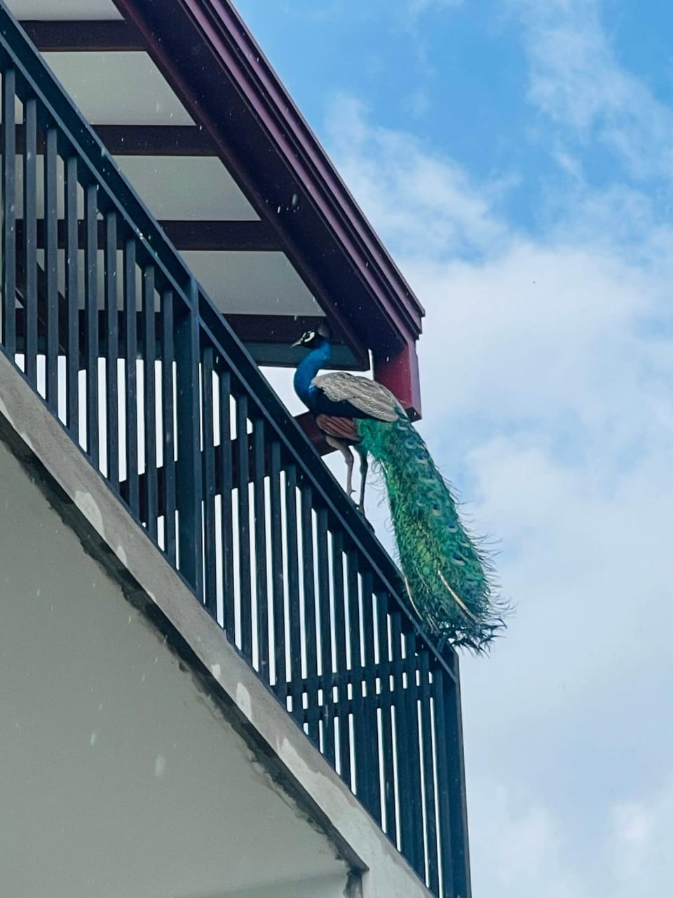 Blue Peacock Villa Bed and Breakfast in Southern Province