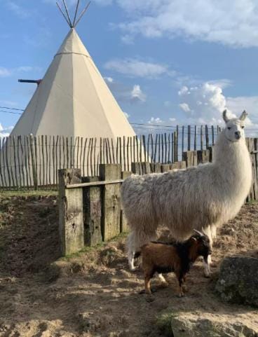 Le tipi d'Adri Luxury tent in Belgium