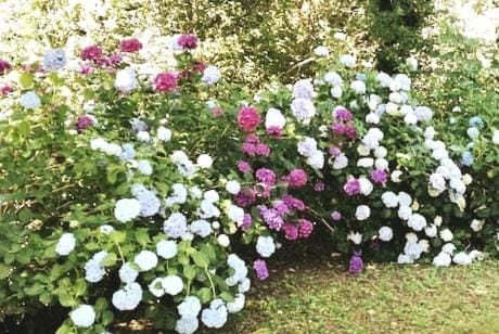 Natural landscape, Garden, Garden view