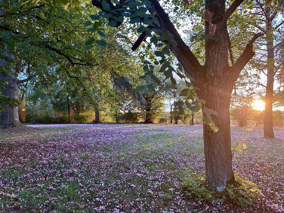Garden, Garden view, Sunset