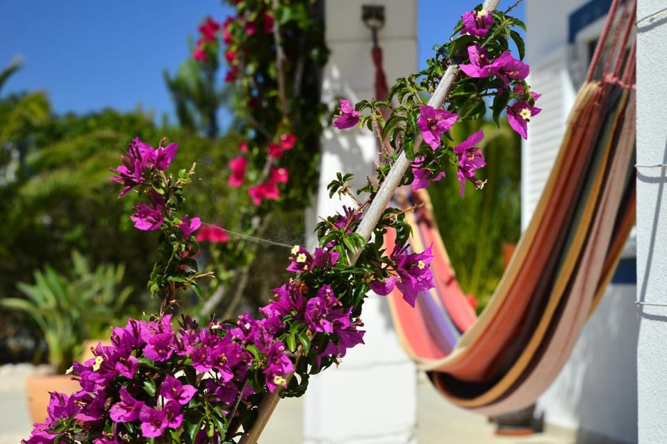 Day, Garden, Garden view