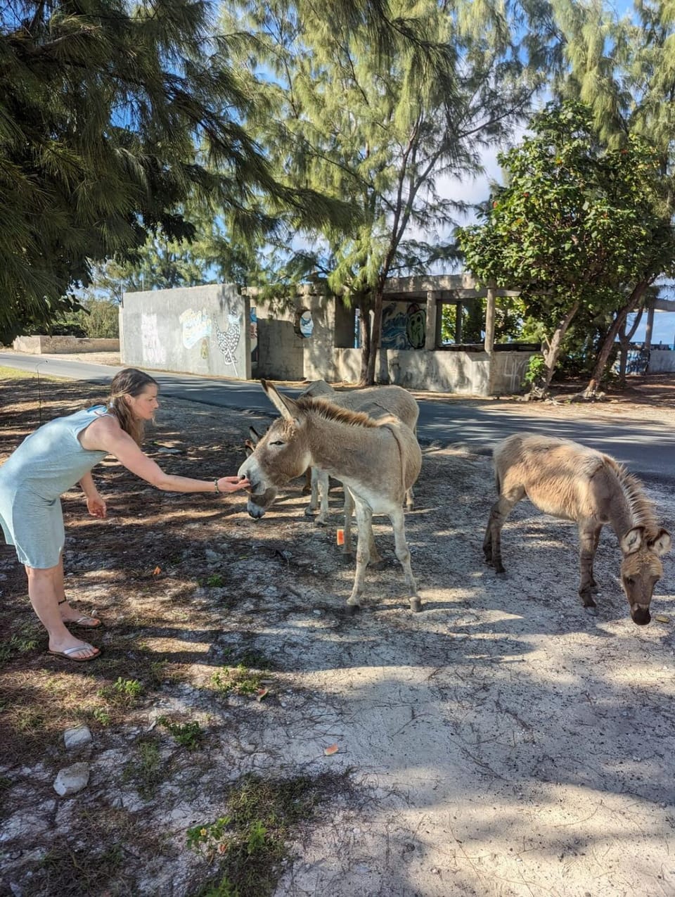 People, Animals