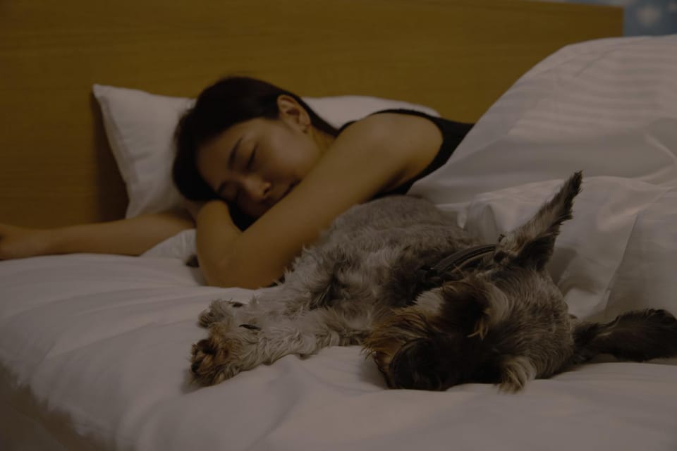 Bed, Bedroom, Pets