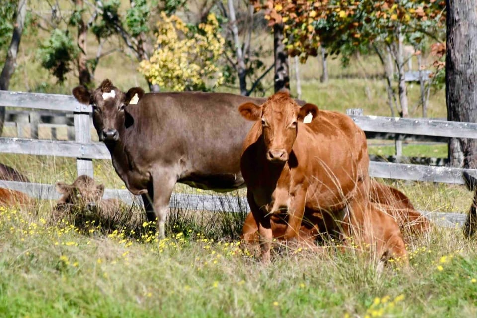 Neighbourhood, Natural landscape, Animals