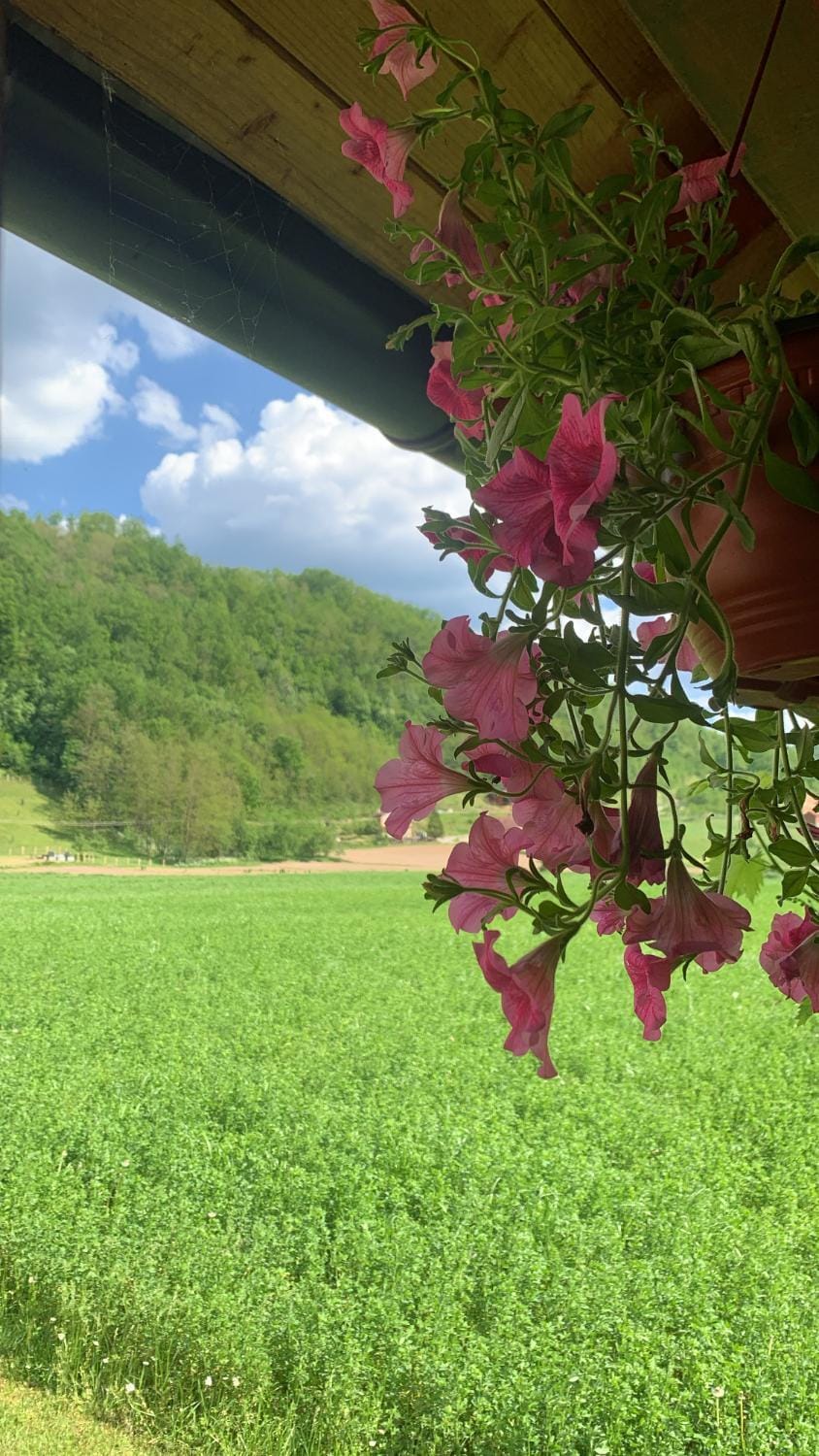 Apartmani Pavlović Apartment in Zlatibor District, Serbia