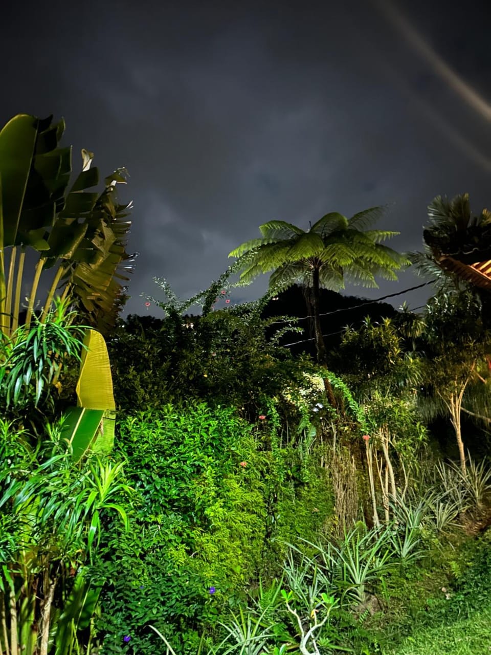 Night, Natural landscape, Garden view