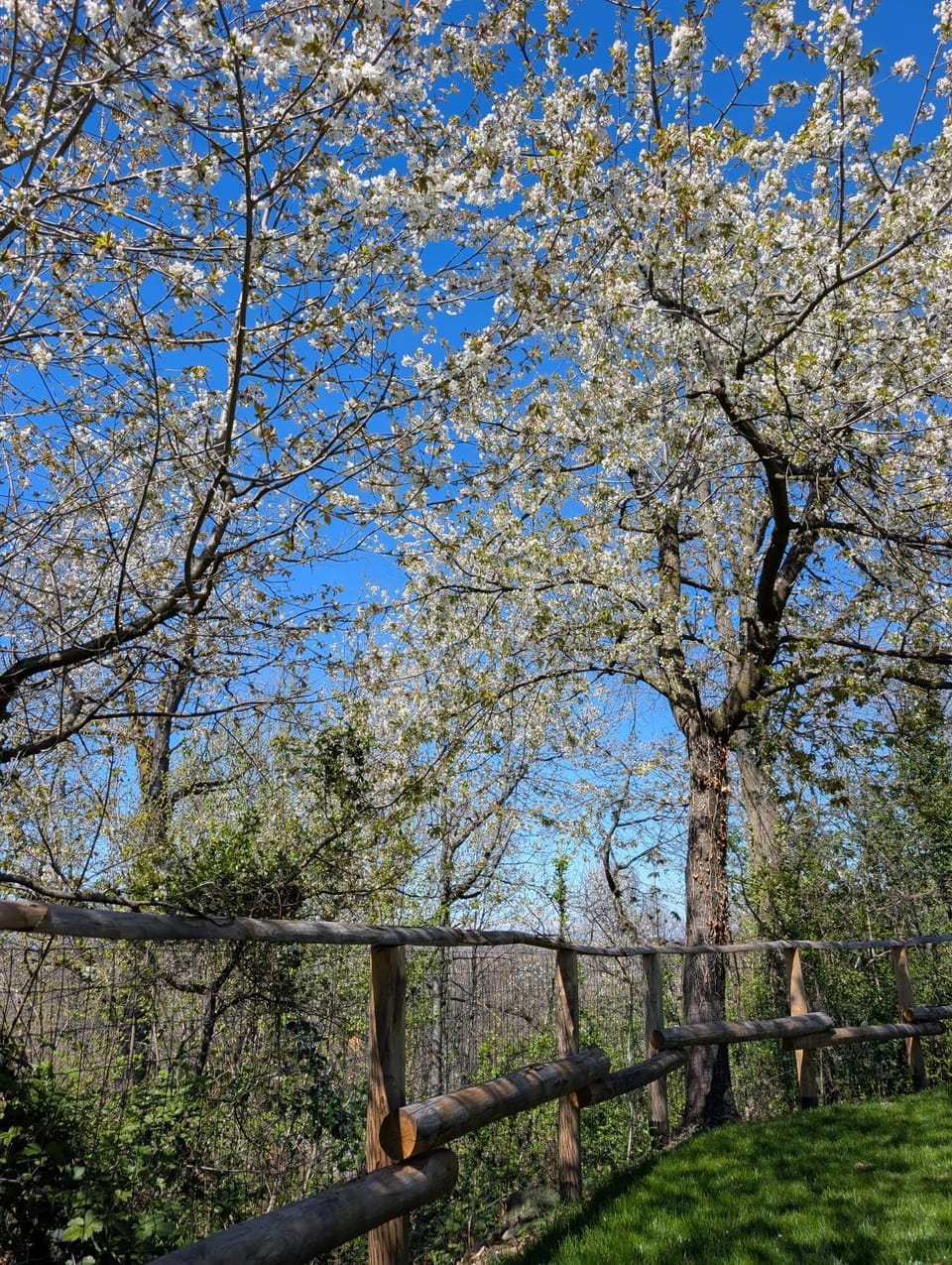 Spring, Garden