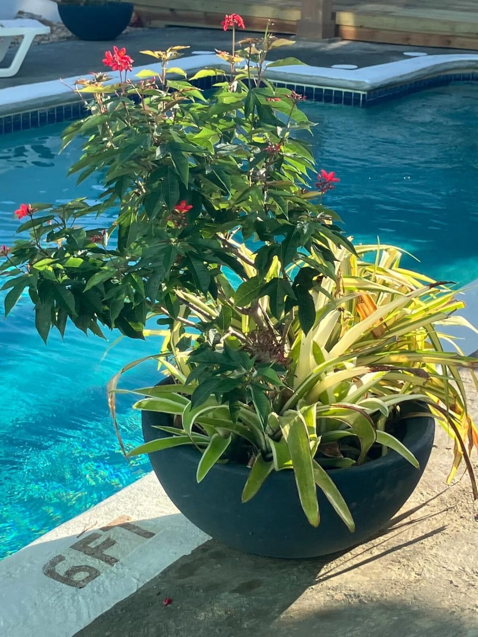 Garden view, Swimming pool
