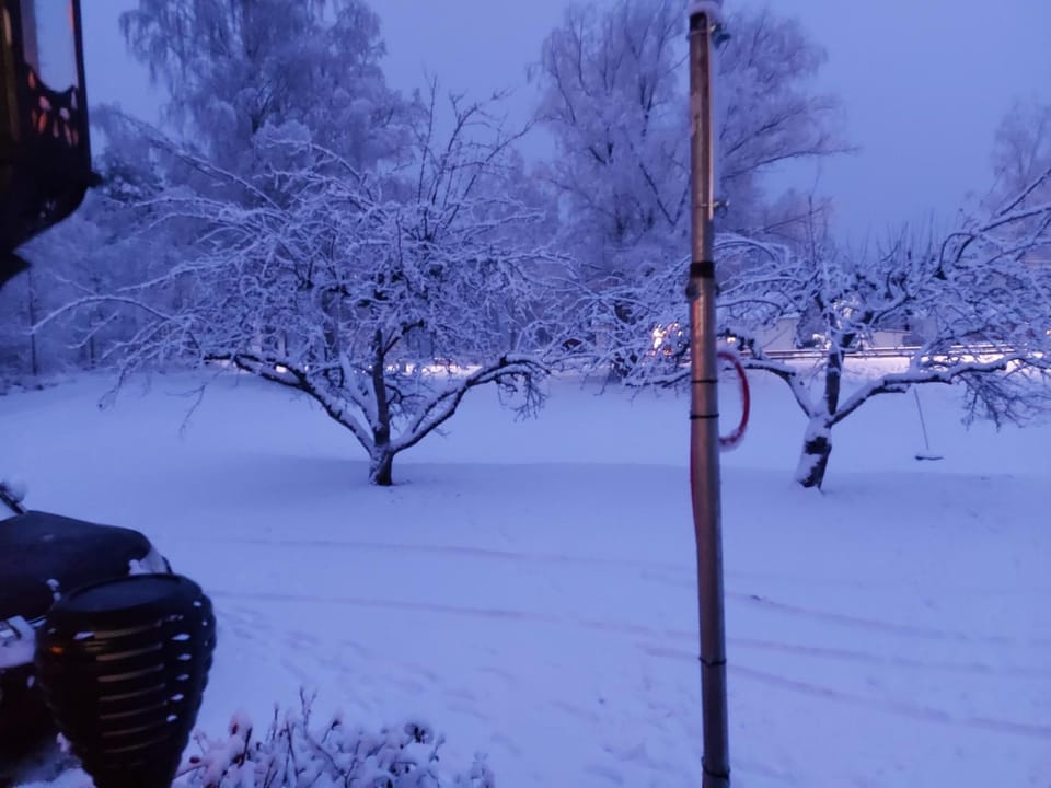 Winter, Garden