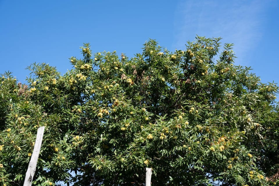 Casa Giordano House in Campania