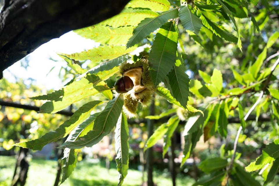 Casa Giordano House in Campania