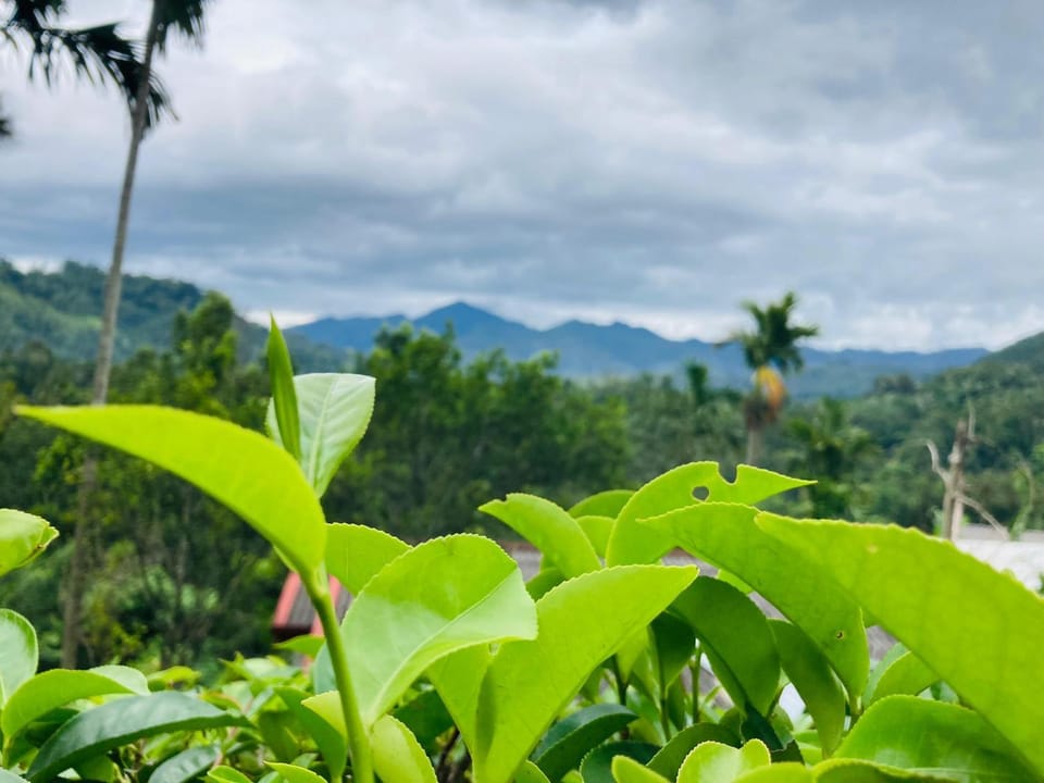 Nearby landmark, Natural landscape, Garden, Mountain view