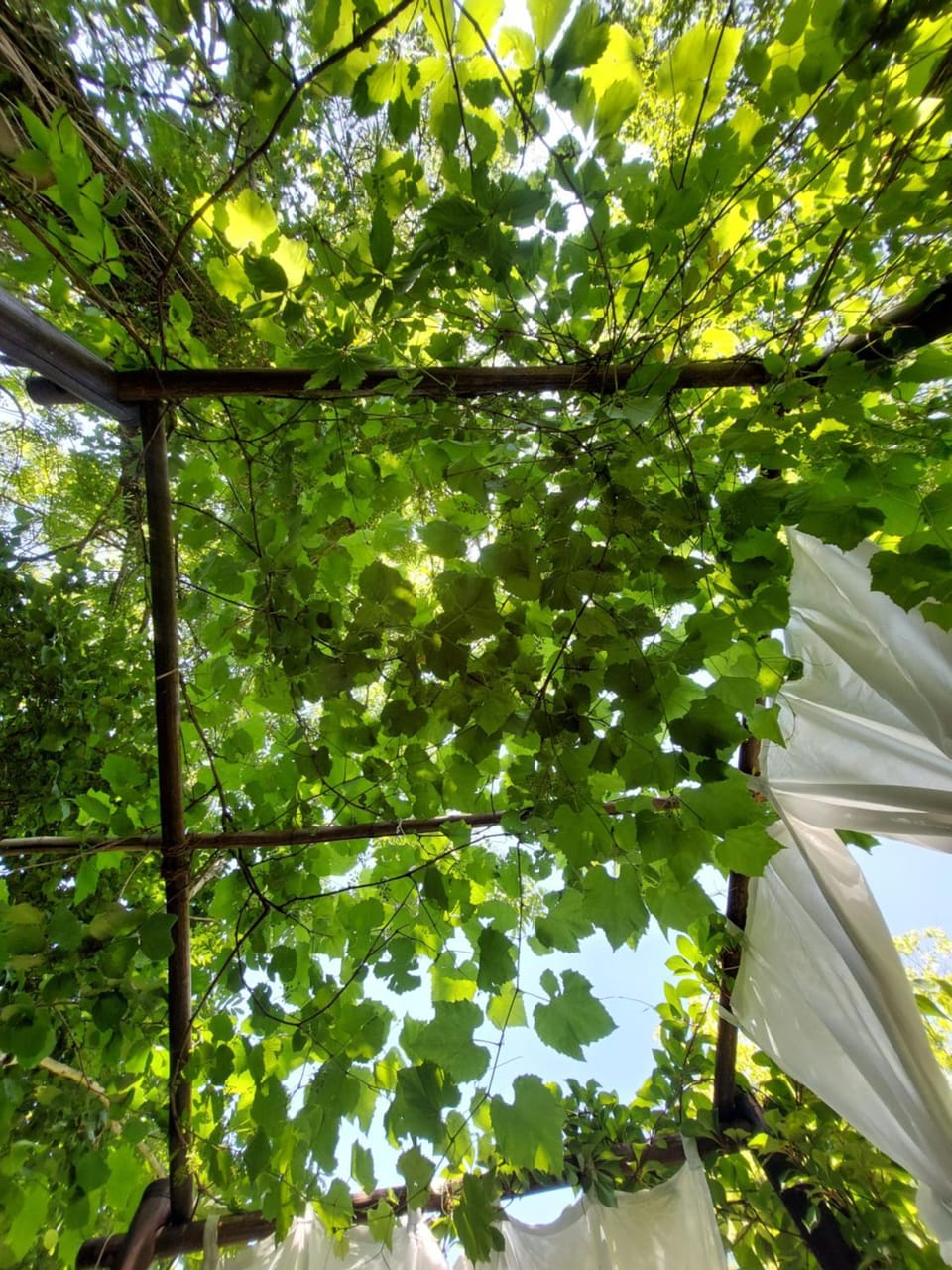Natural landscape, View (from property/room), Garden view