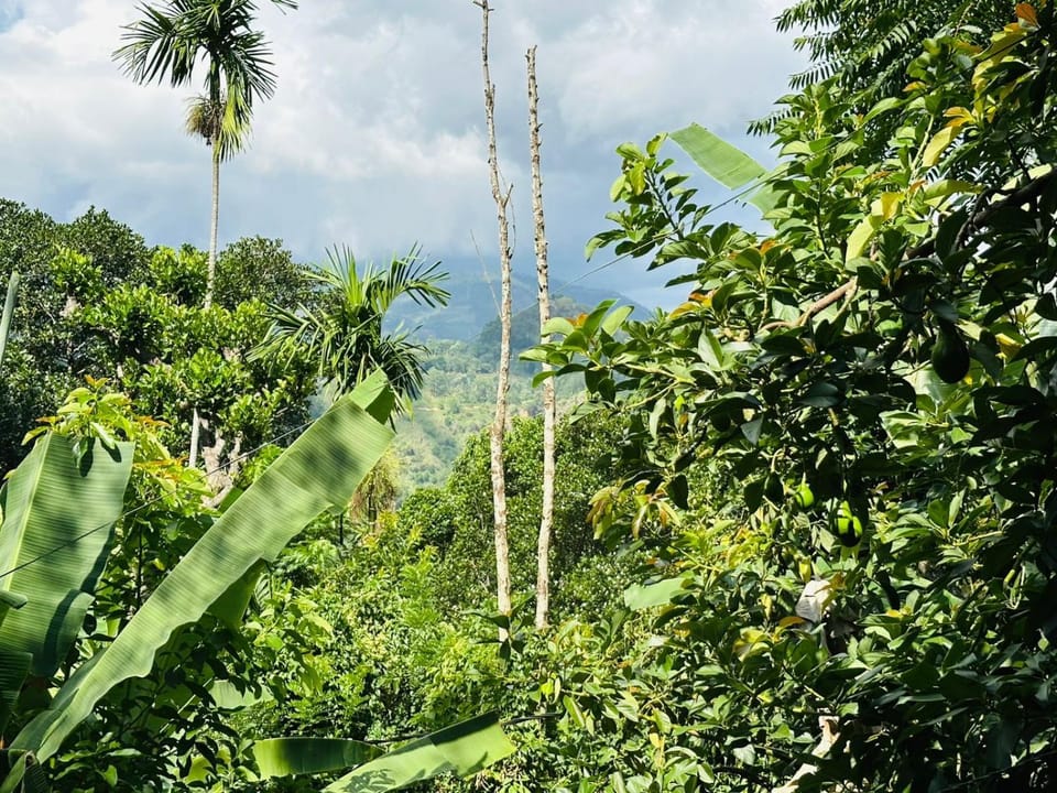 View (from property/room)