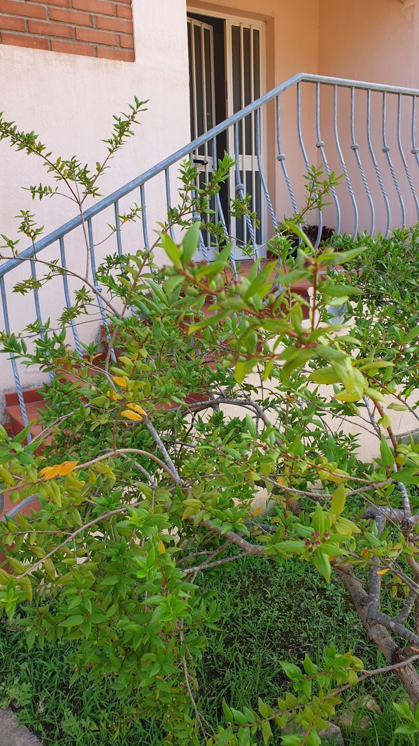 B&B Blueberry via Capri Porto Frailis Bed and Breakfast in Sardinia