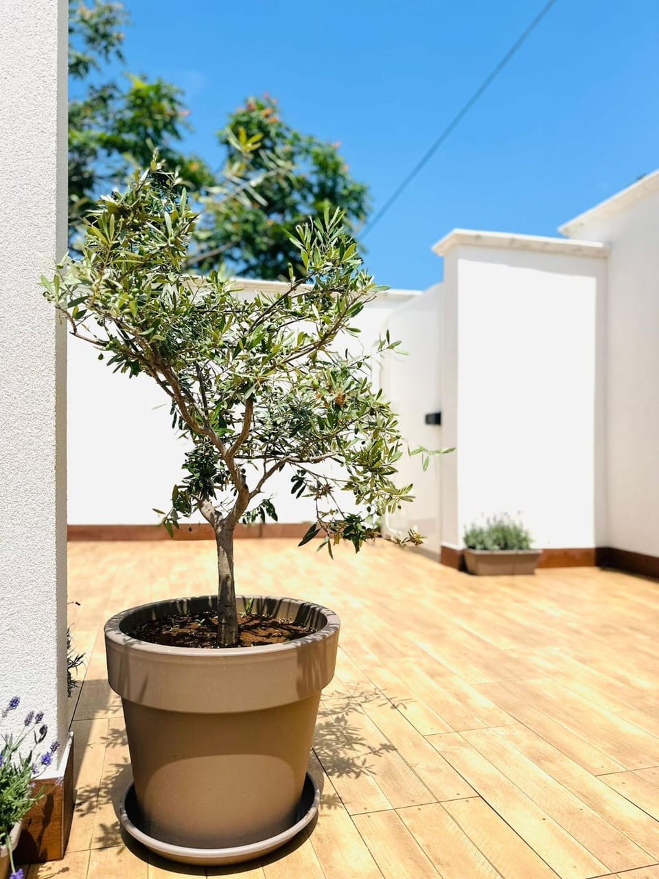 Day, Garden view