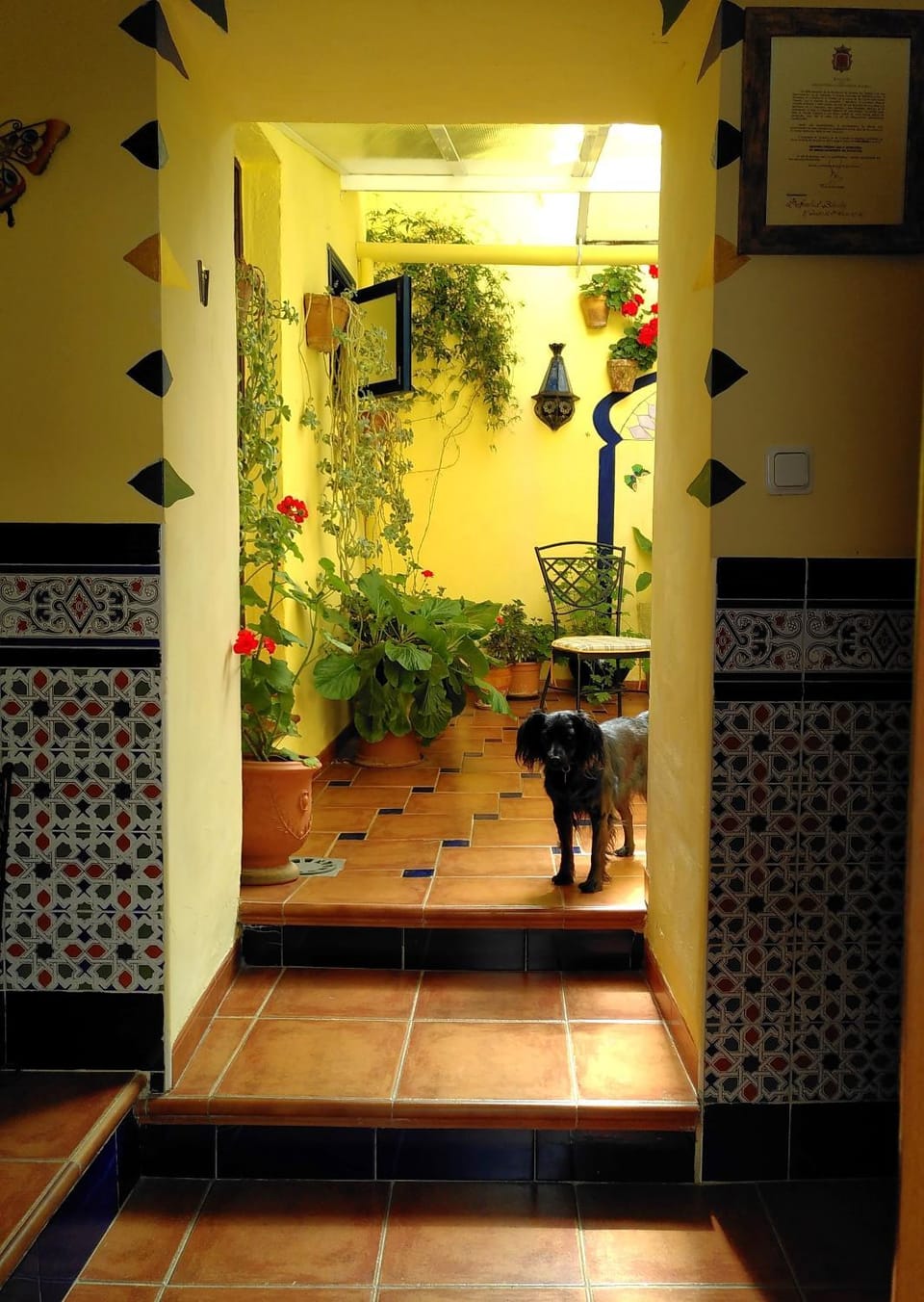Patio, Pets