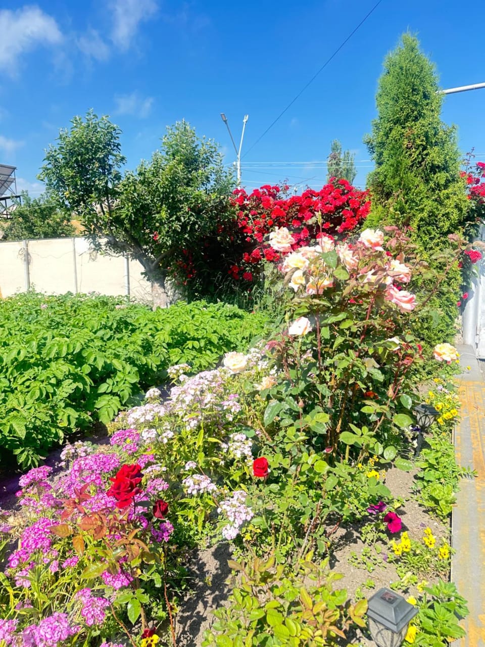Day, Garden, Garden view