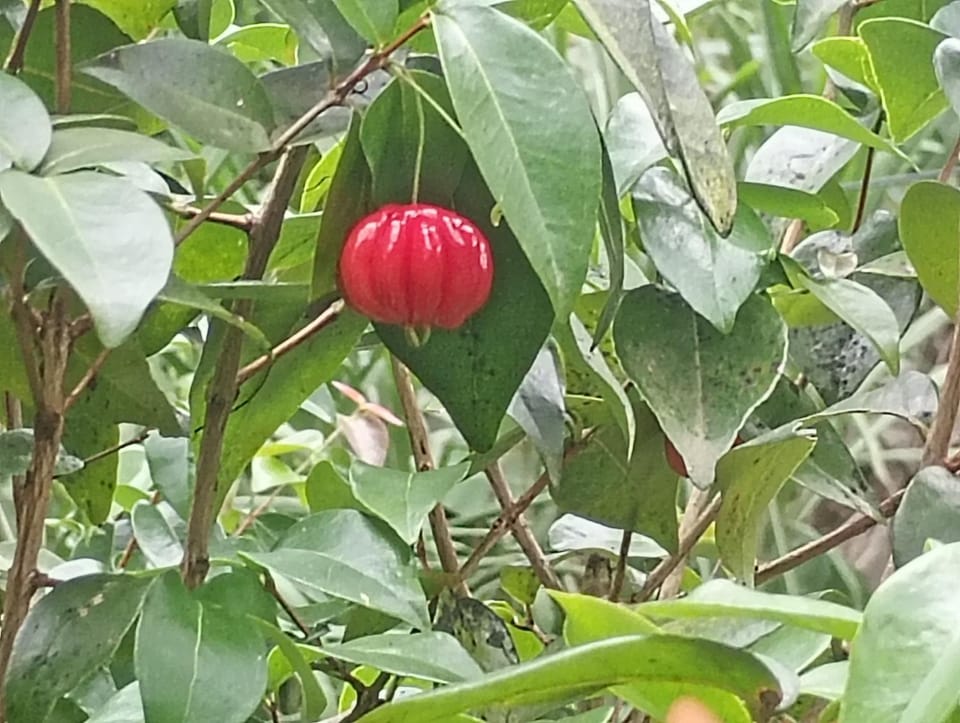 Pousada e Hostel Mirante da Vila Histórica Bed and Breakfast in Angra dos Reis
