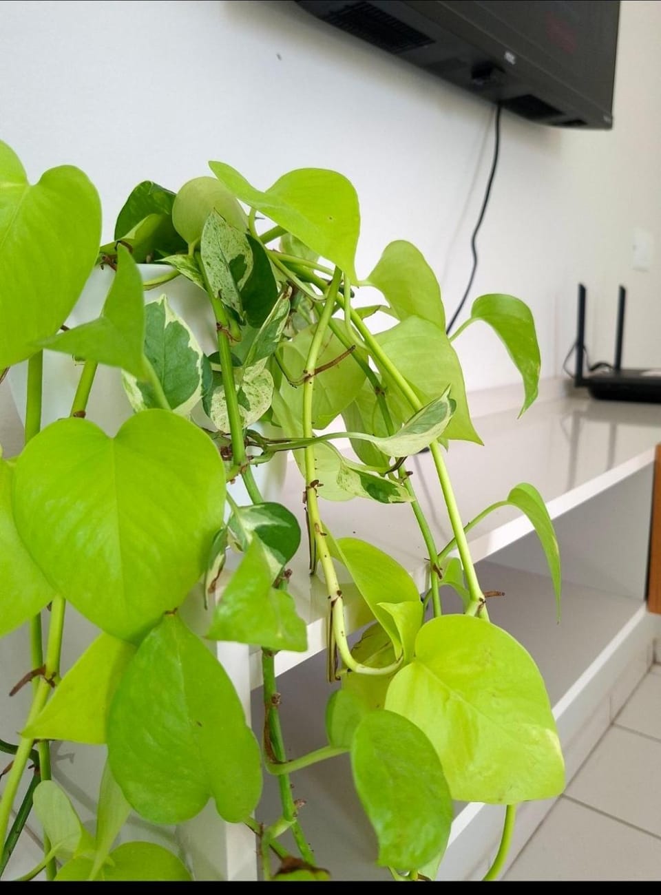 Apartamento pétalas em Holambra-SP Apartment in State of São Paulo