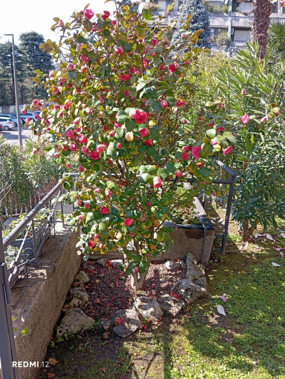 Spring, Garden