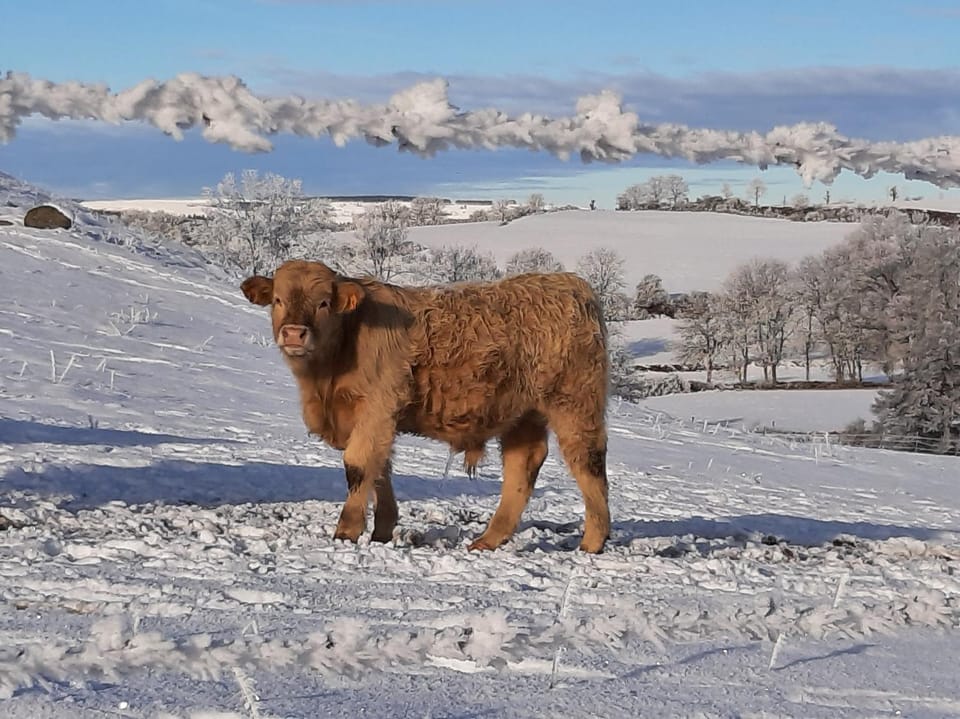 Cantal maison individuelle House in Auvergne-Rhône-Alpes