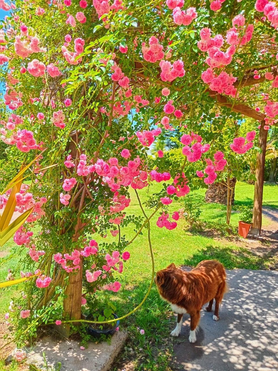 Spring, Garden view