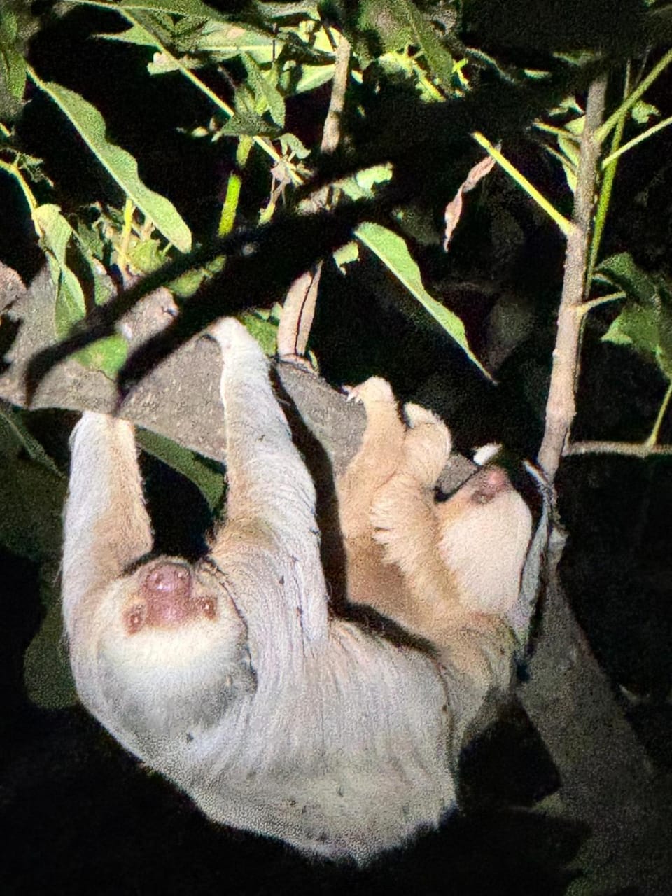 Animals