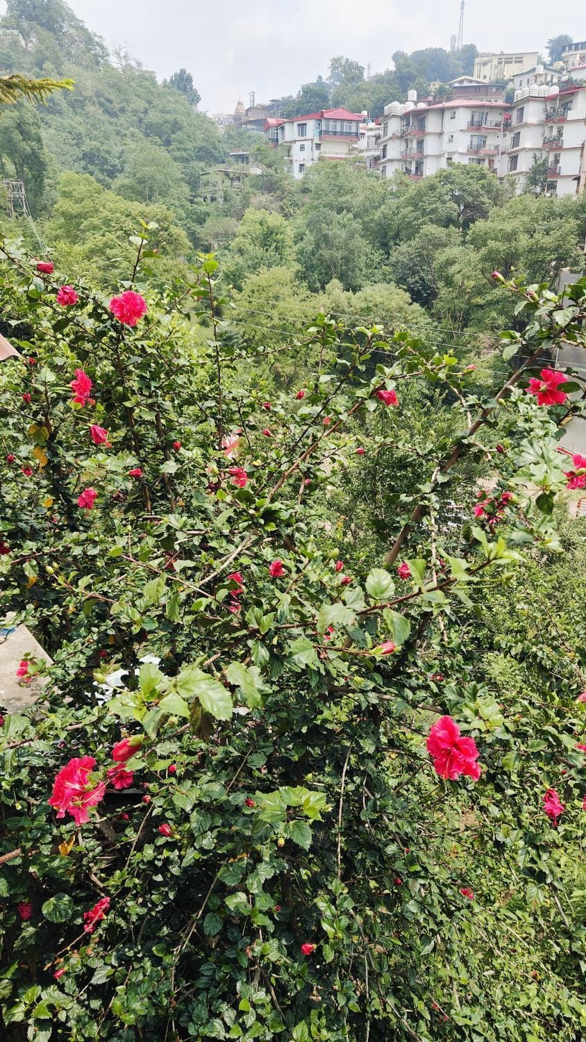 Riddhi Homestays Dharampur House in Himachal Pradesh