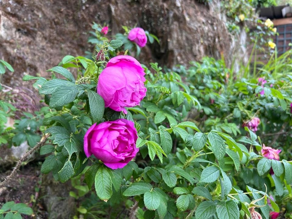 Spring, Garden