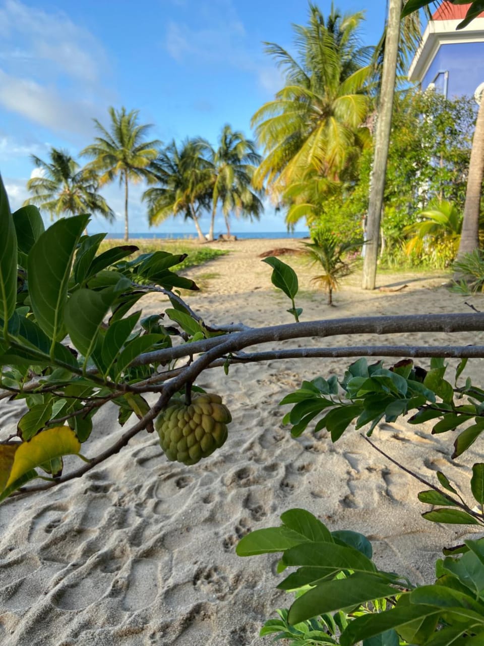 Natural landscape, Garden, Beach, Sea view