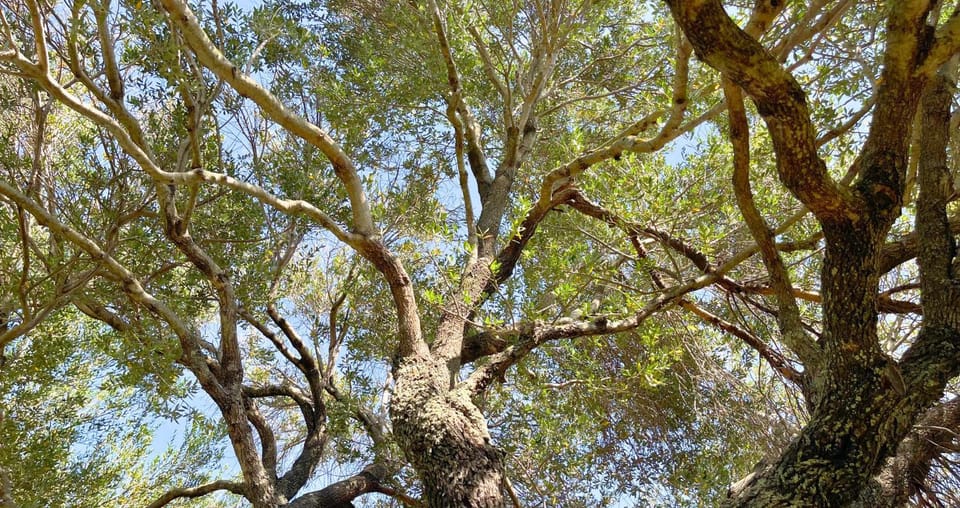 Natural landscape