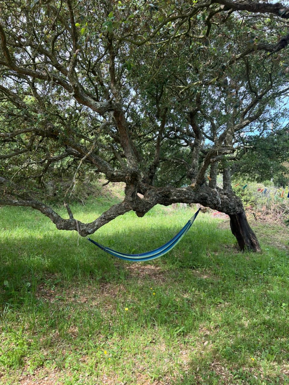 il Lentischio Casa B1 House in Sardinia