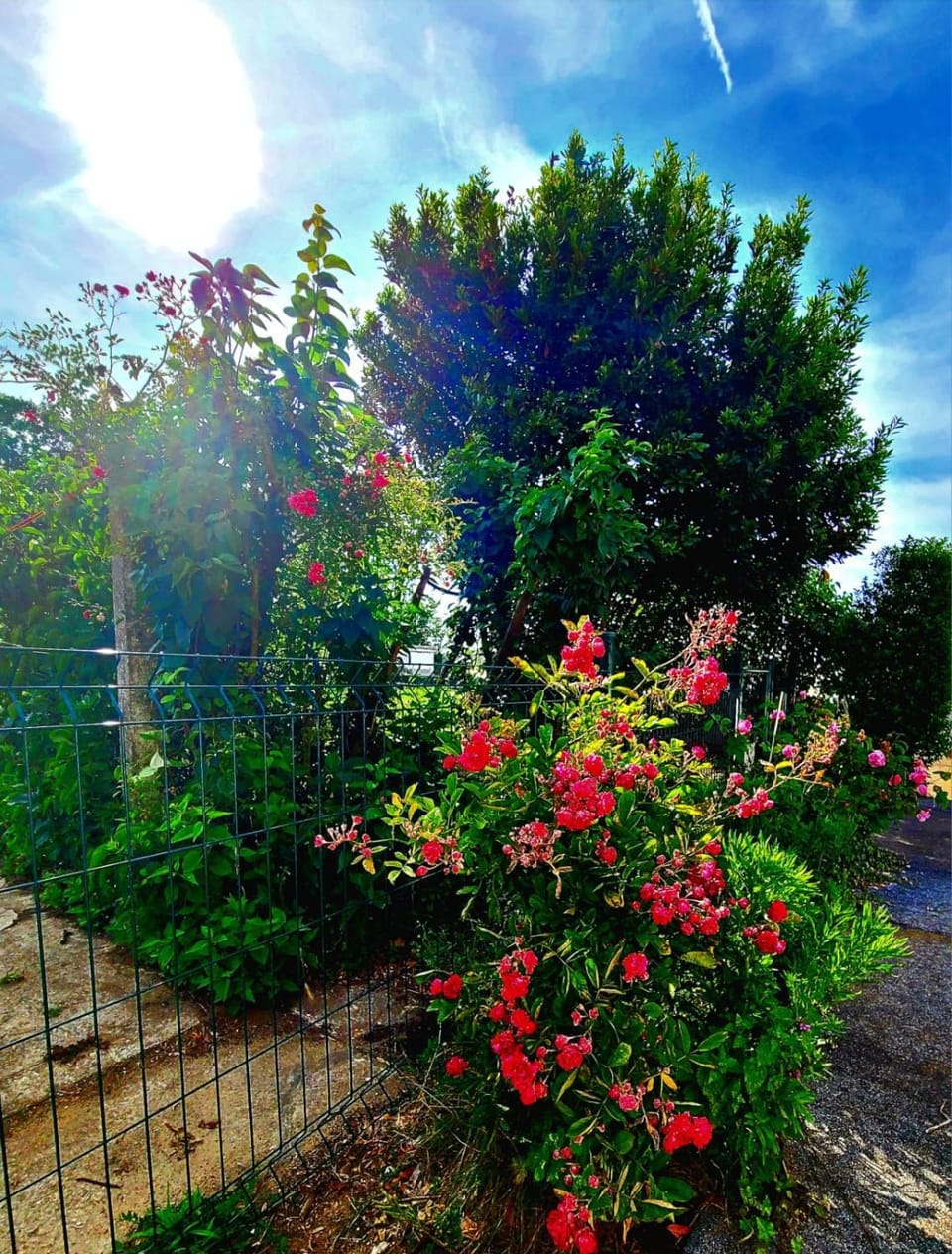 Spring, Day, Natural landscape, Garden, Garden view