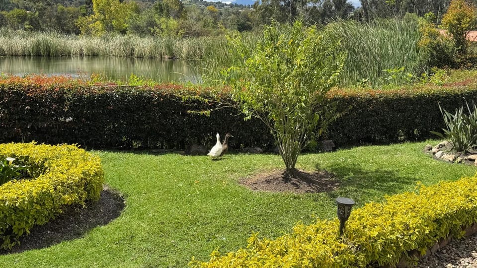 Lake view