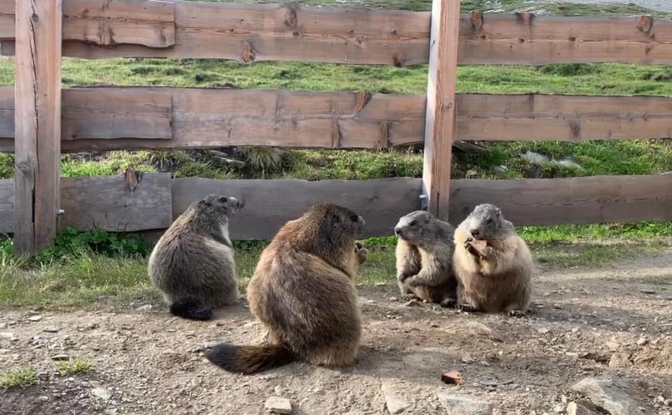 Tauernbergalm Apartment in Carinthia, Austria