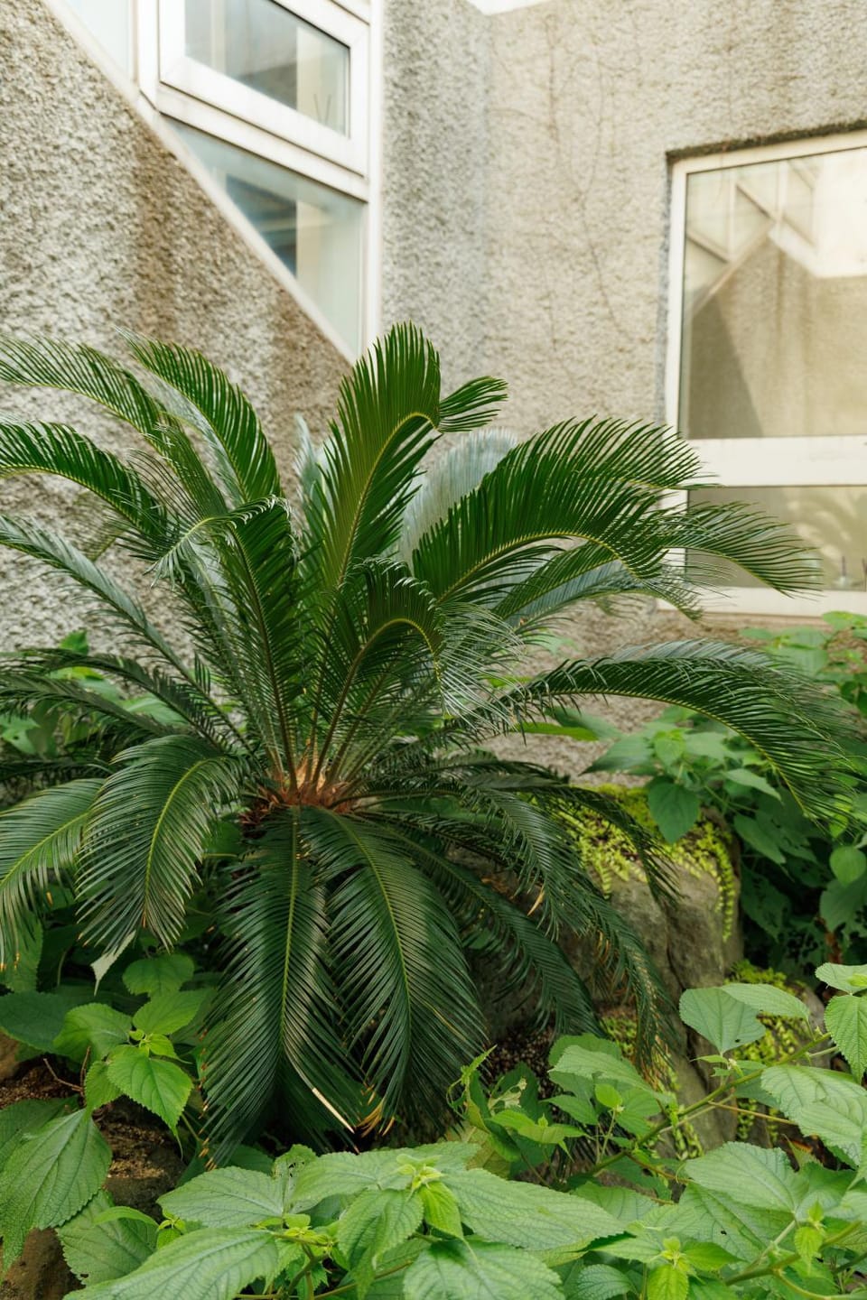Garden, Inner courtyard view