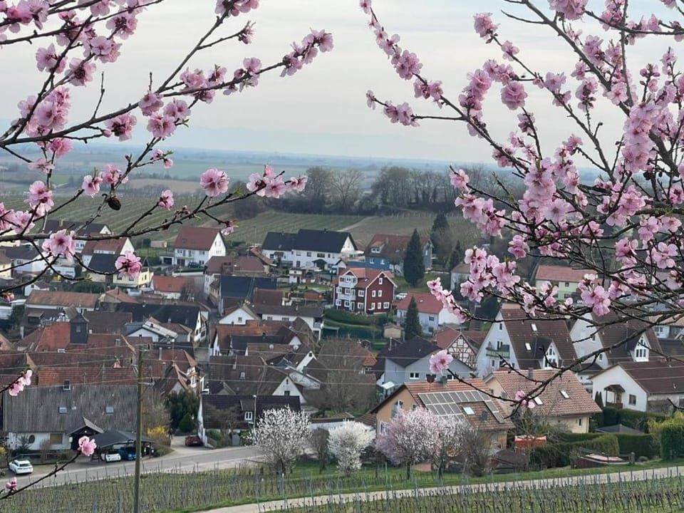 FeWoSchwedenhaus Apartment in Rhineland-Palatinate