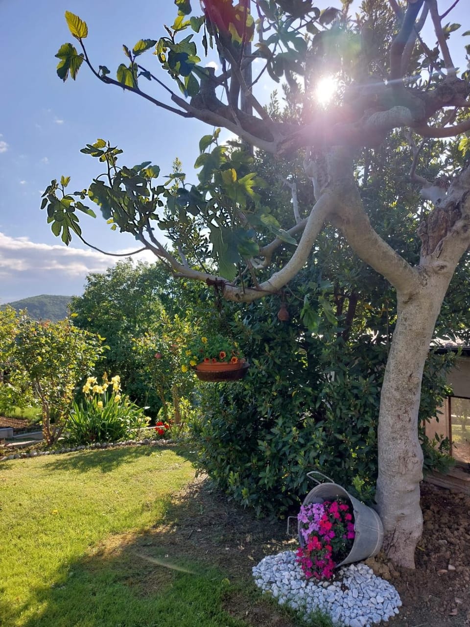 Day, Natural landscape, Garden, Garden, Garden view