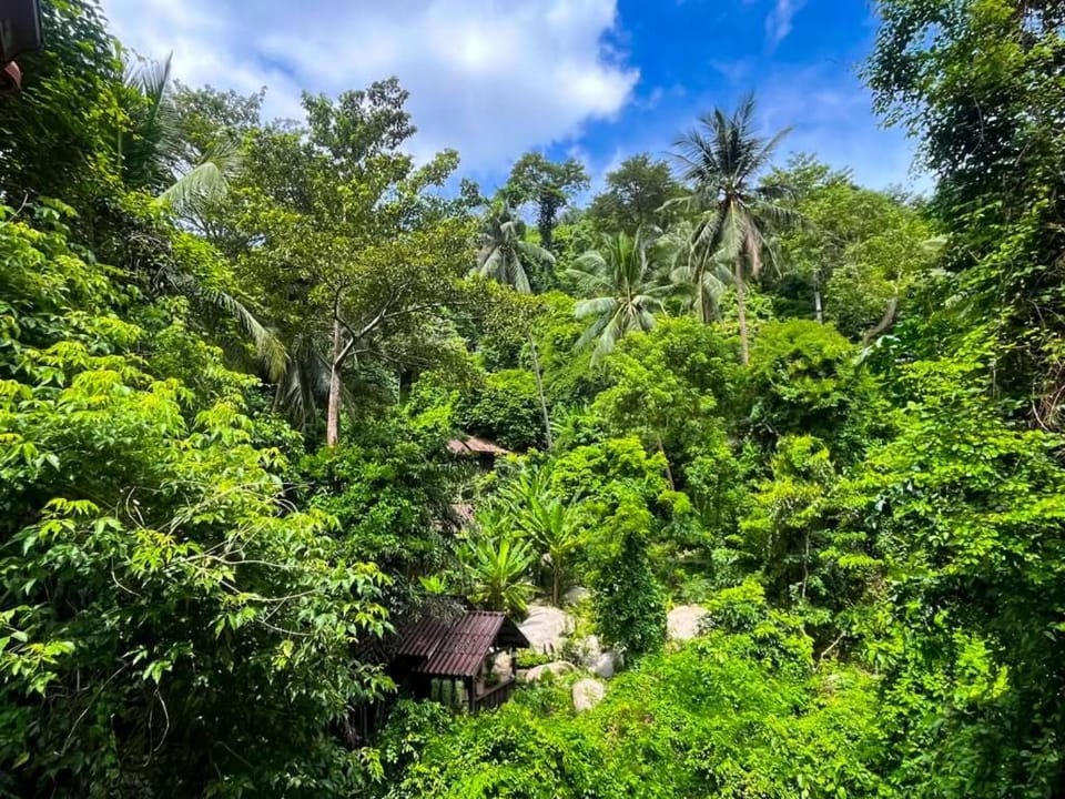 Garden view