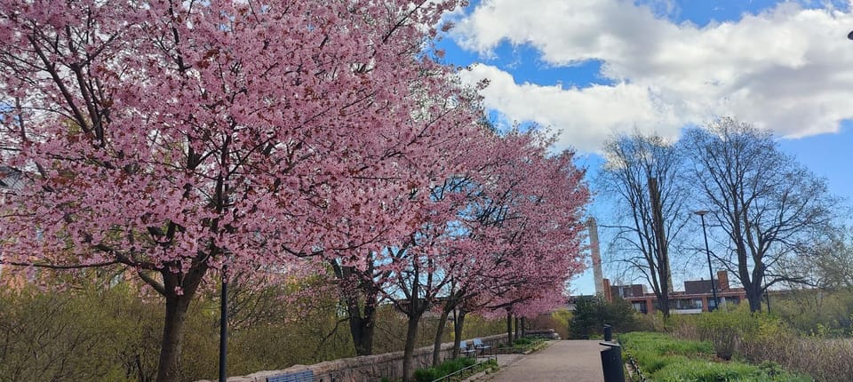 Spring, Natural landscape, Garden