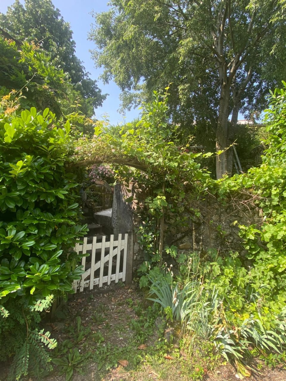 Garden view