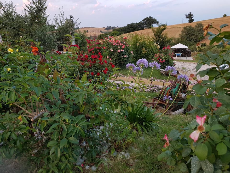Garden, Balcony/Terrace